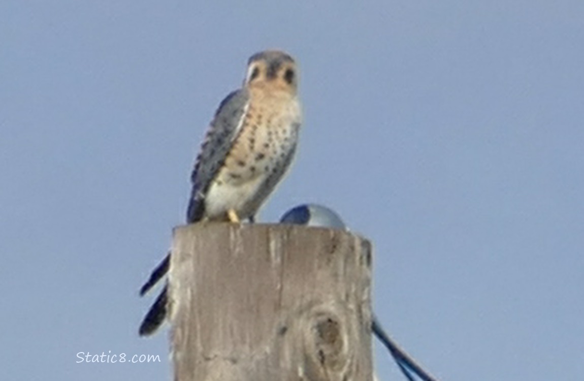 Kestral looking away from his perch on a pole