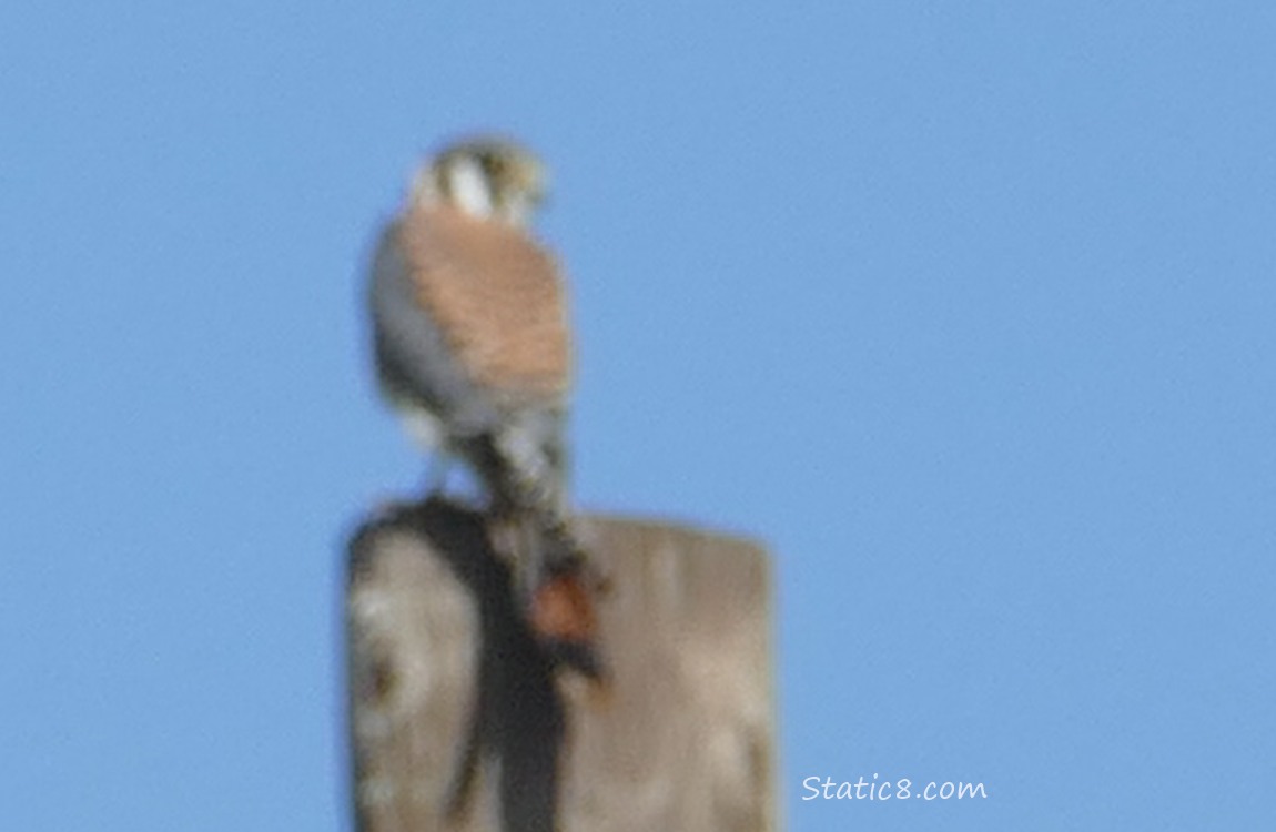 Blurry Kestrel standing on a pole