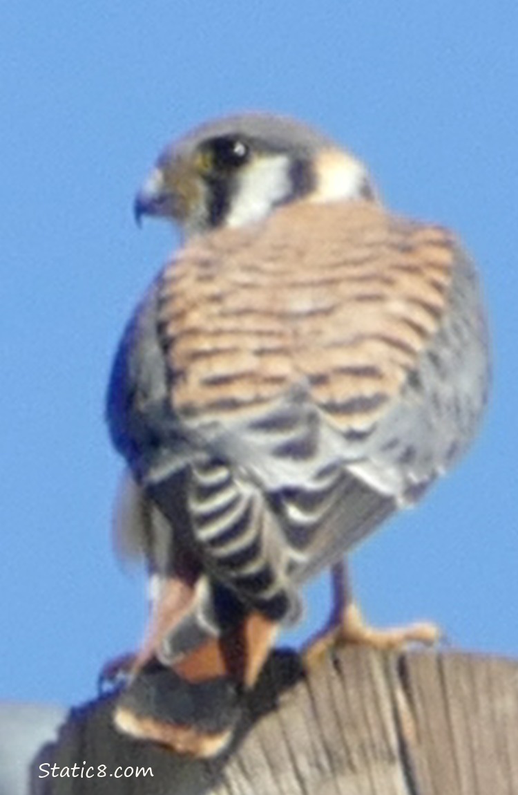 Kestral looking over his shoulder from his perch on the pole