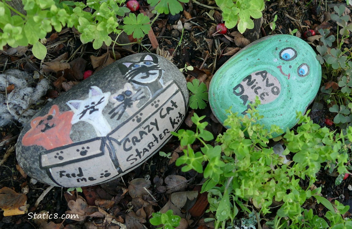 Painted rocks on the ground: Avo nice day, Cat starter box