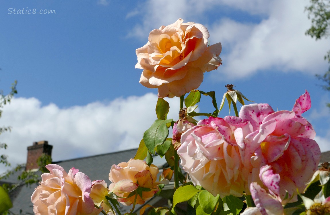 Pink Rose blooms with the blue sky behind