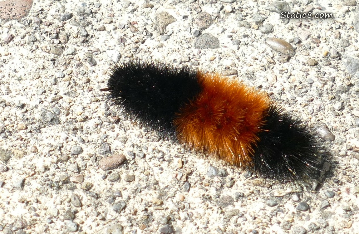 Woolly Bear Caterpillar walking on a paved path