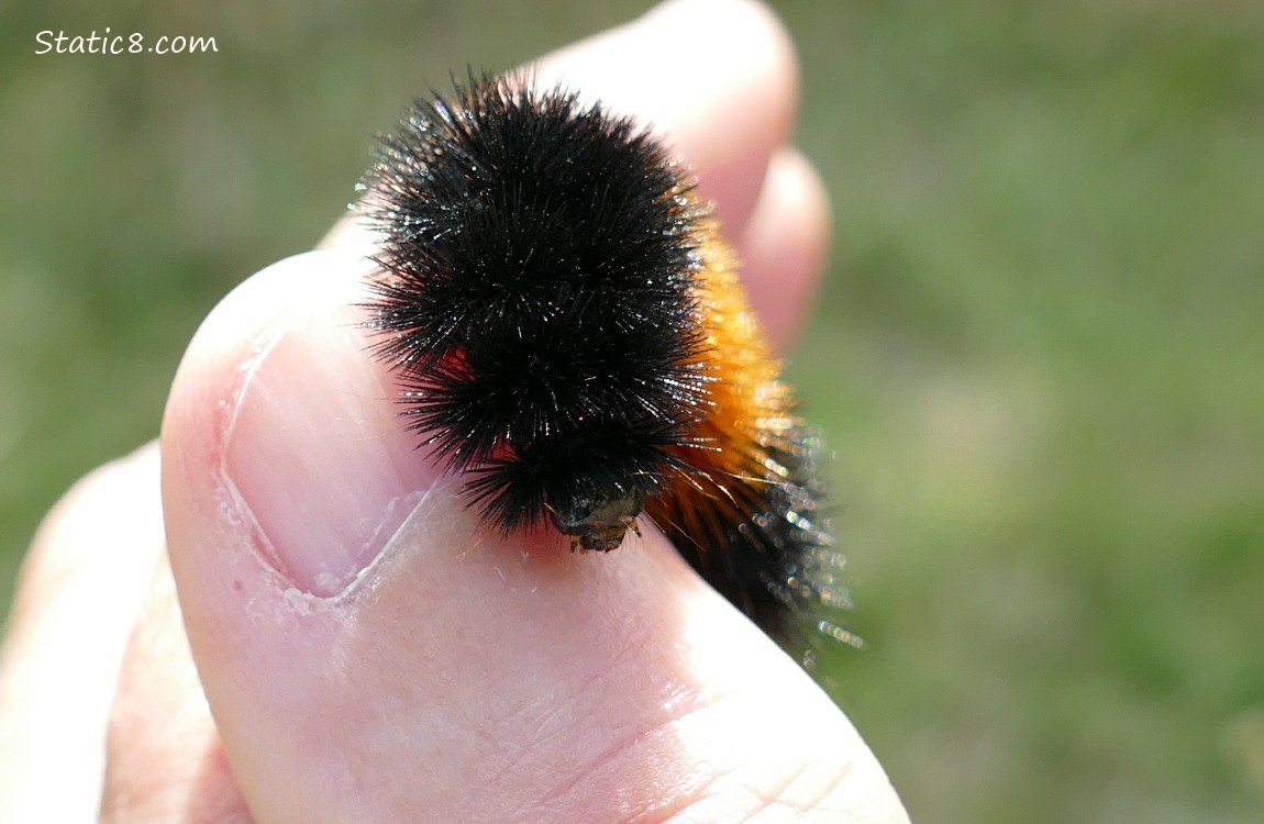 Hand holding a Woolly Bear Caterpillar