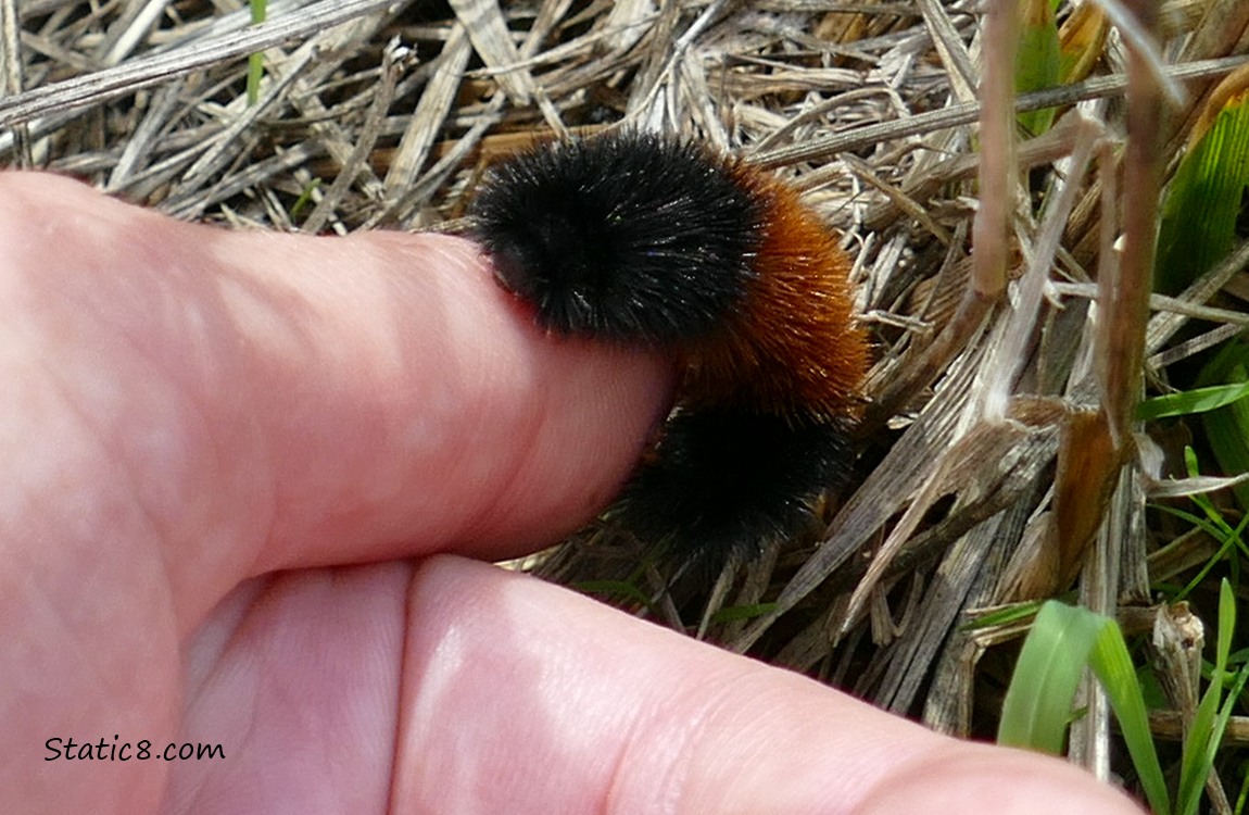 Hand holding a Woolly Bear Caterpillar near the grass