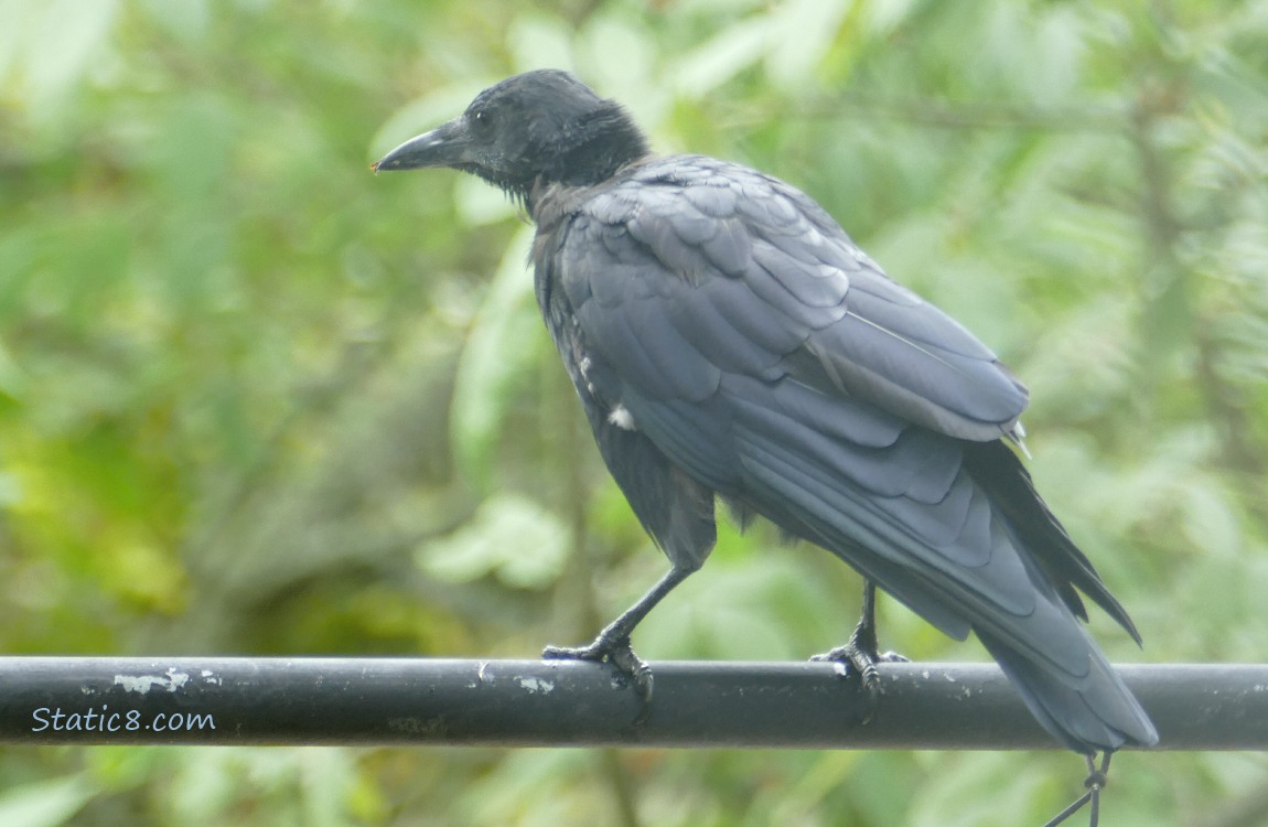 Crow standing on a chain link fence