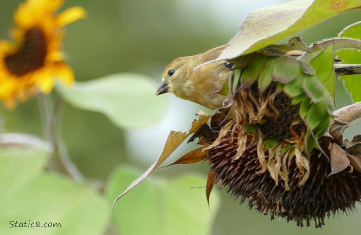 Goldfinch looking from behind a sunflower seed head
