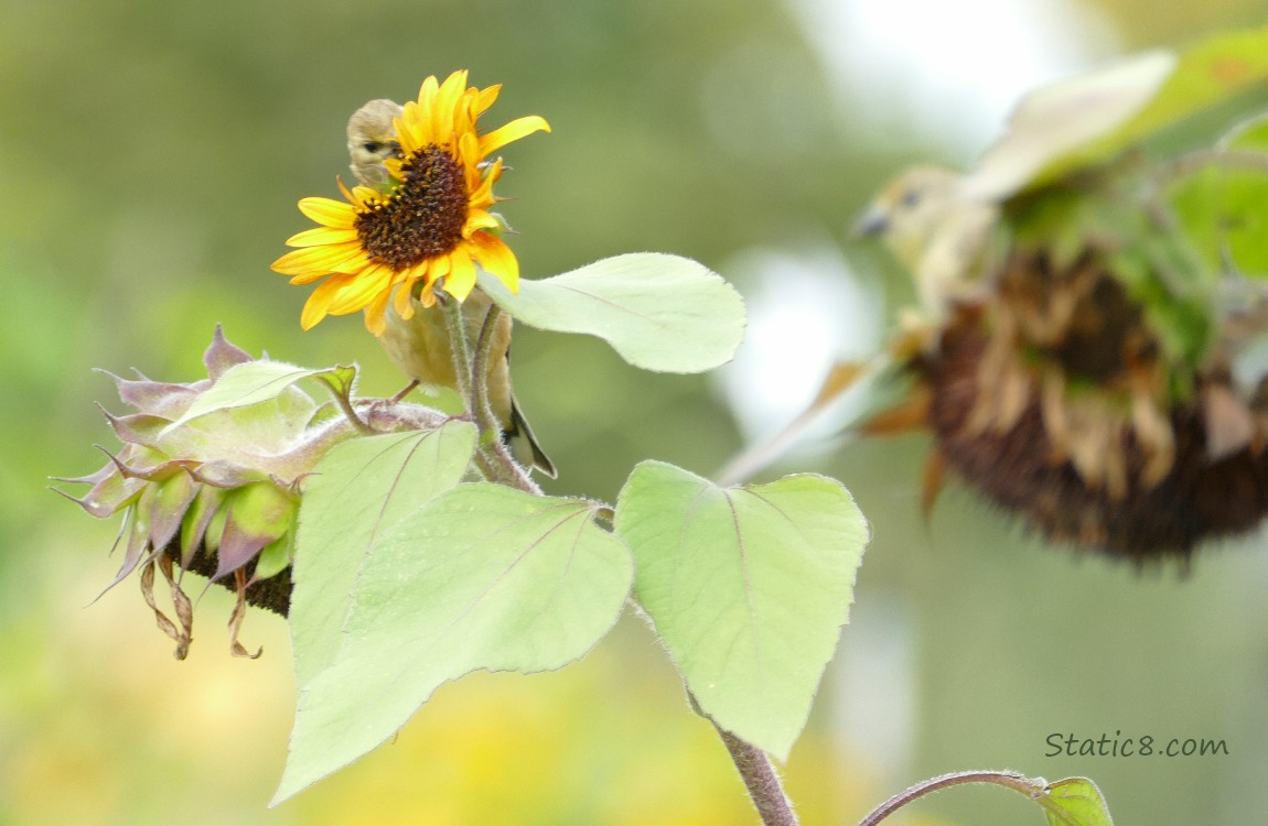 Two Goldfinches eating sunflower seeds from seed heads