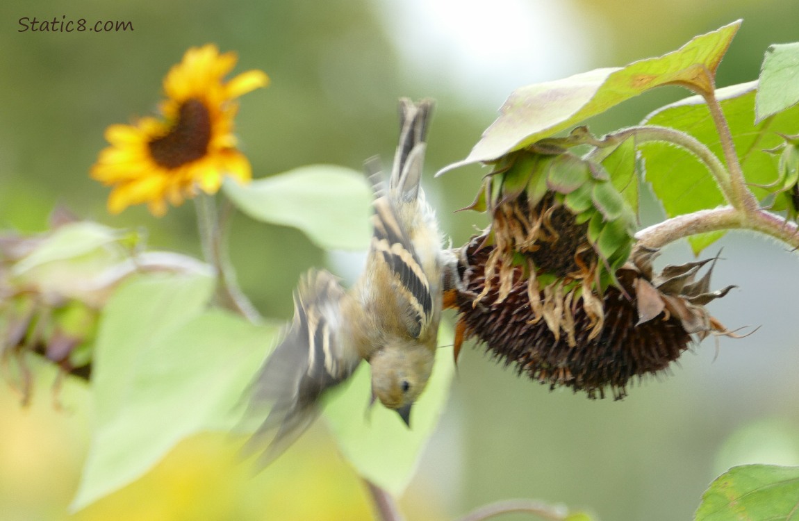 Goldfinch flying down from a sunflower seedhead