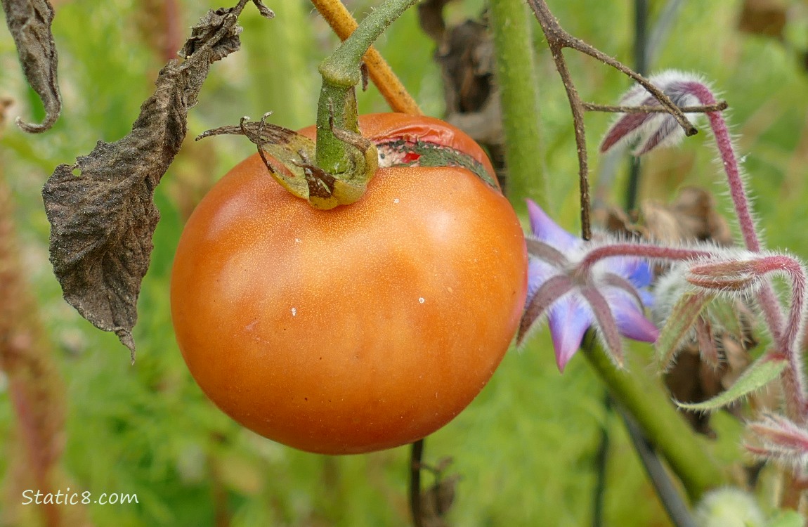 Red tomato with a blackened crack in the top