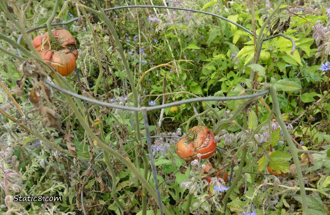 Cracked tomato plants on the vine