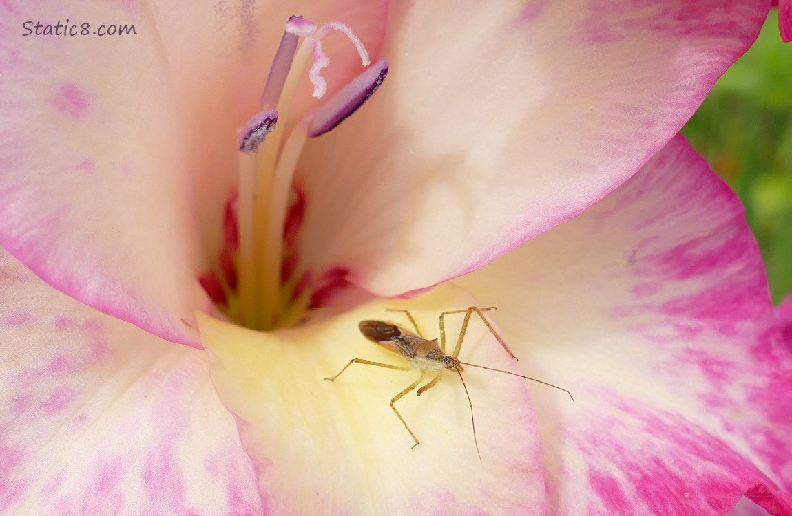 Beetle standing on a pink Gladiolus bloom