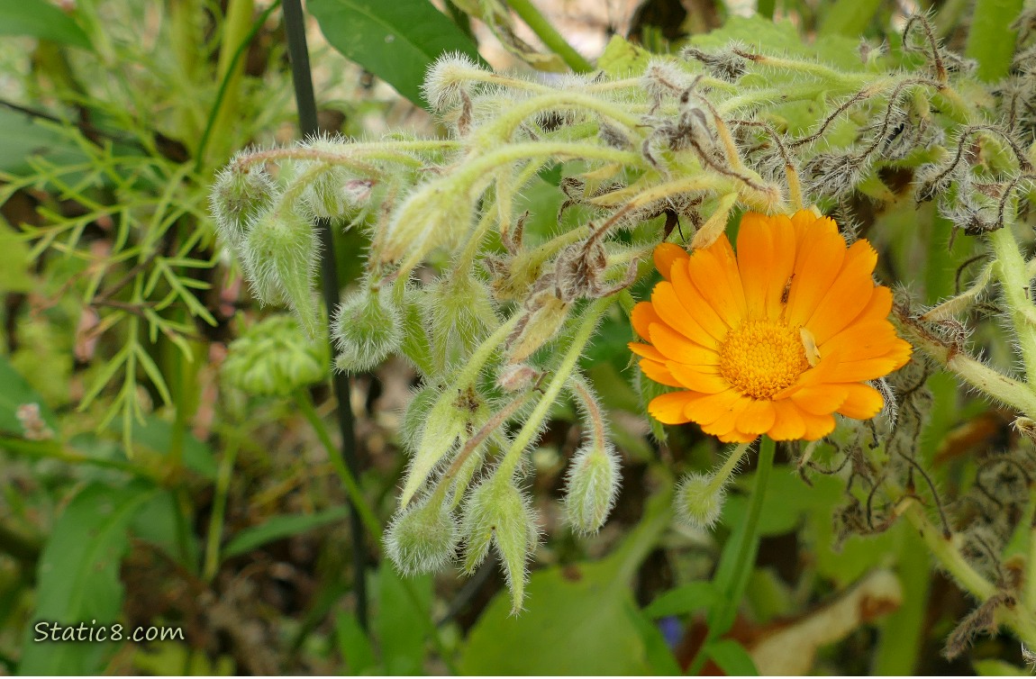 Calendula bloom surrounded by green leaves