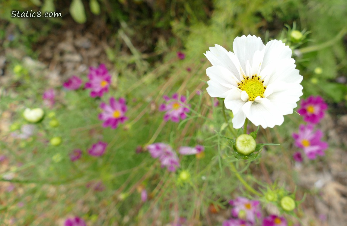 White Cosmos bloom in front of dark pink blooms
