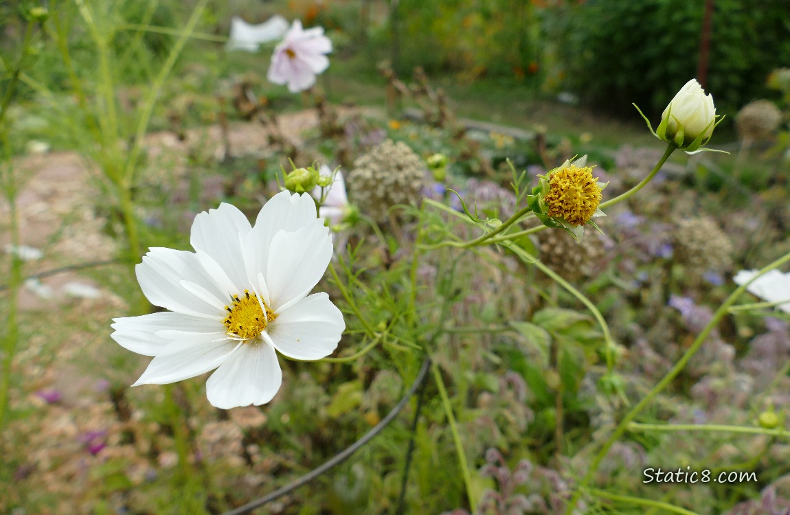 White Cosmos blooms in a garden
