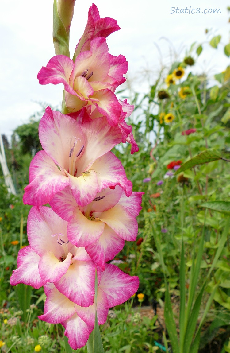 Pink Gladiolus flowers blooming in a garden