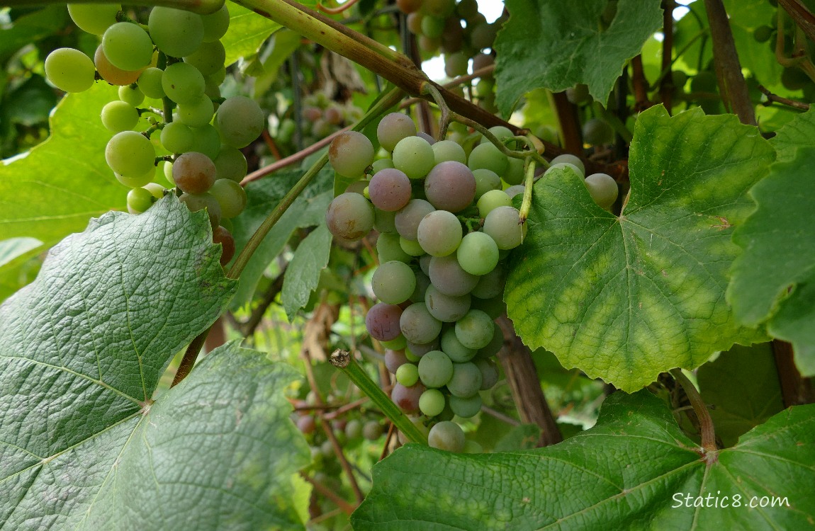 Grapes ripening on the vine