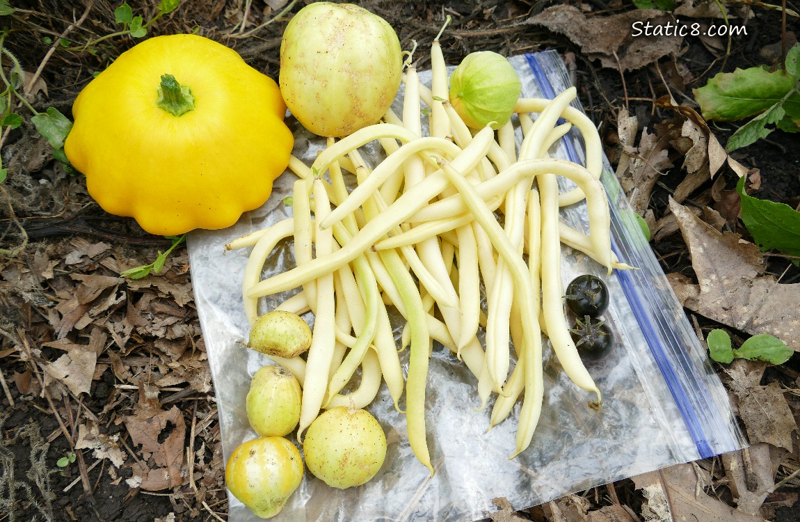 Harvested veggies on a ziplock on the ground