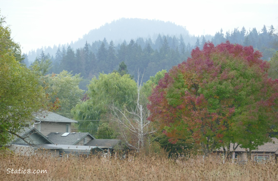 Douglas Fir trees on the hill in the distance