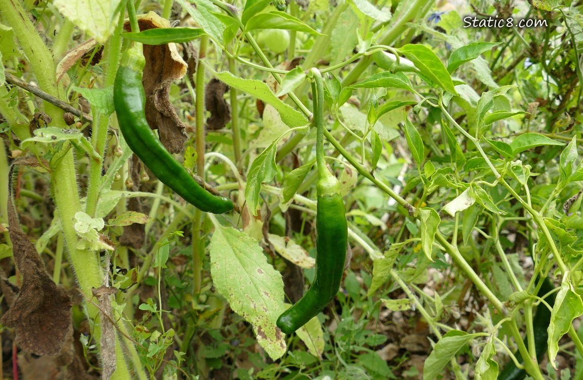 Two Green Peppers ripening on the plant