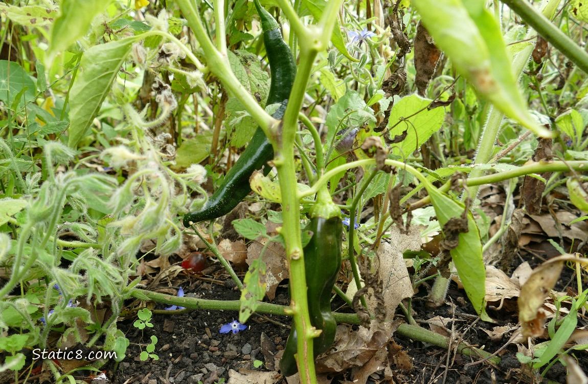 Two Green Peppers ripening on the plant
