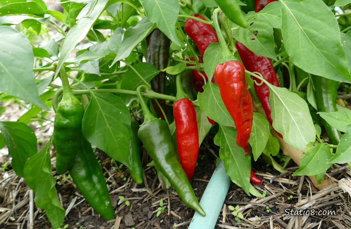 Red and green peppers ripening on the plant
