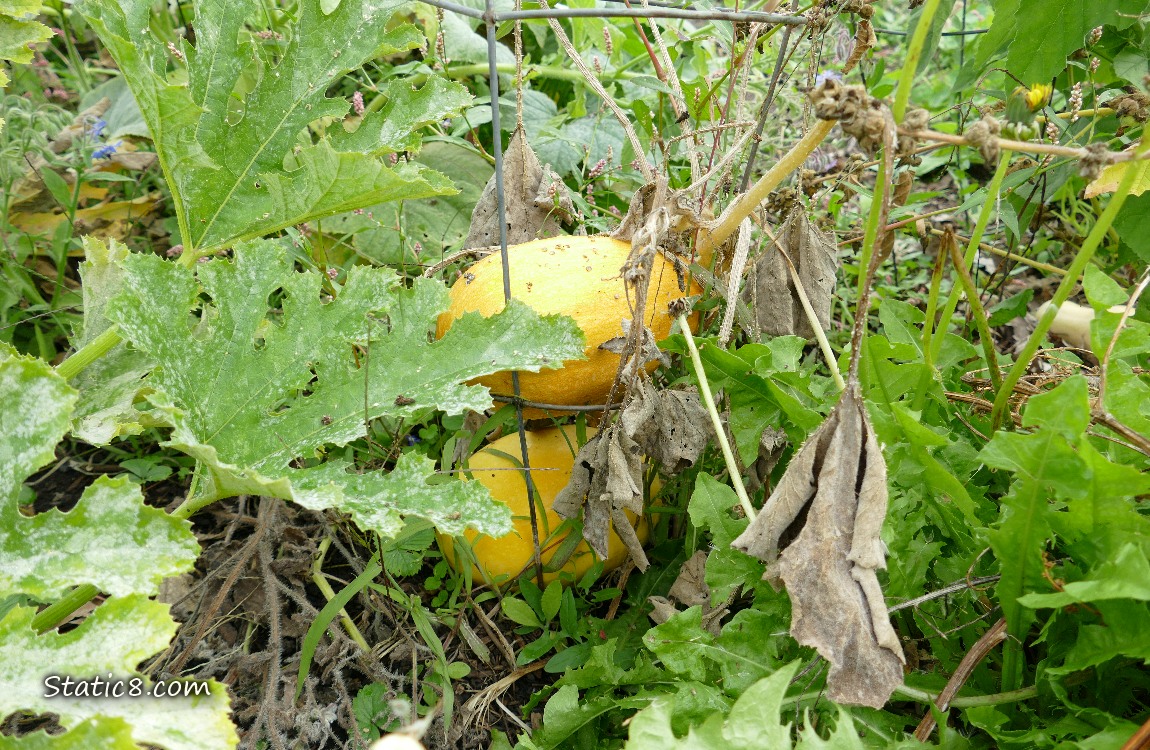 Spaghetti Squash plant with two fruits and dead leaves