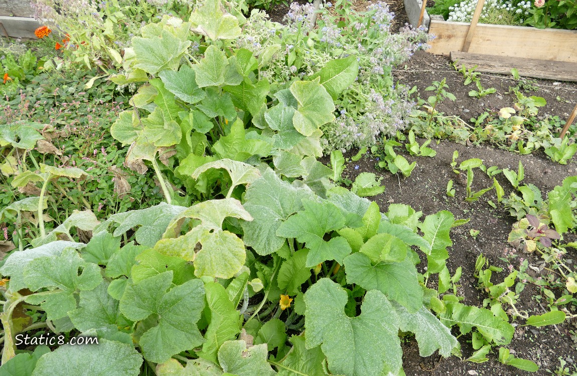 Squash plants in the garden