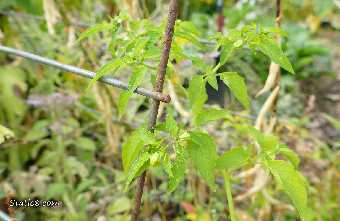 Tomatillo plant growing near a wire trellis
