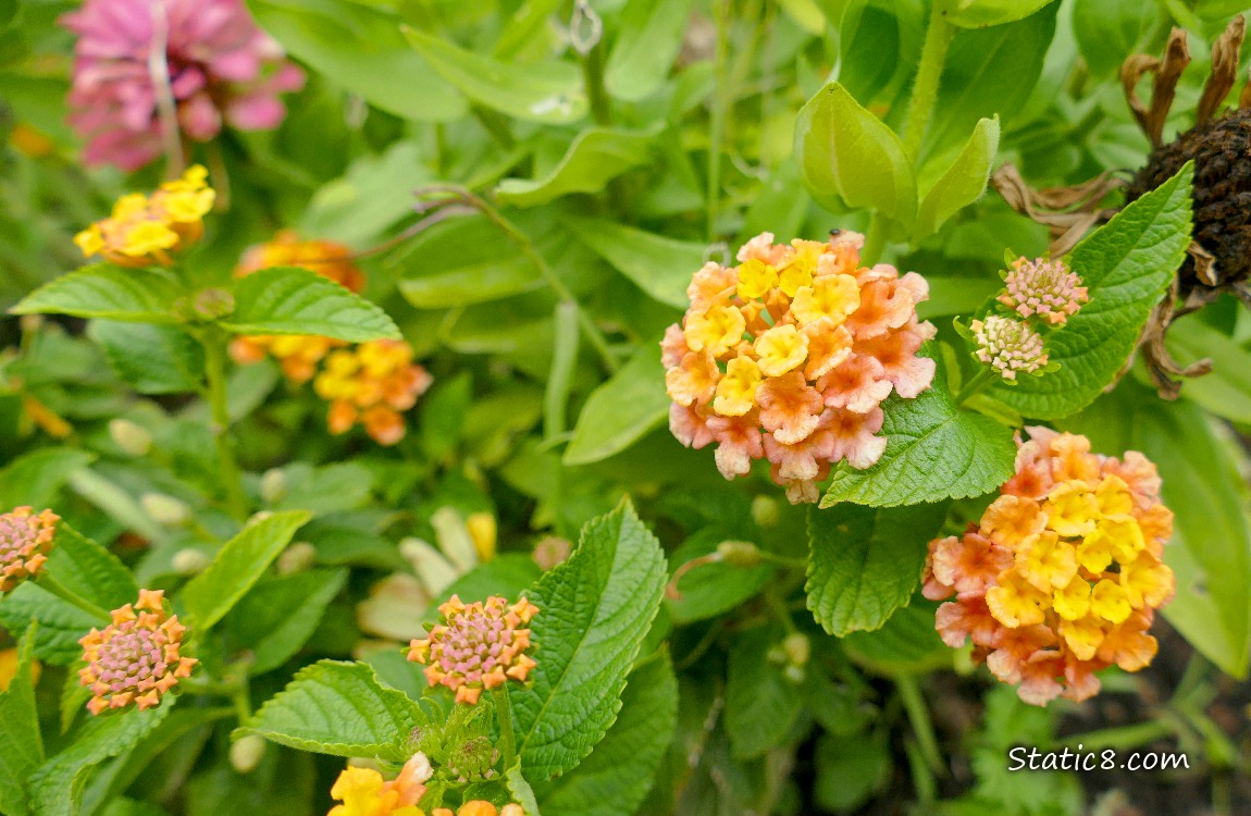 Yellow and pink flower clusters surrounded by green leaves