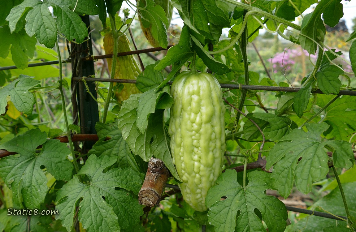 Fruits hanging down from the plant with green leaves