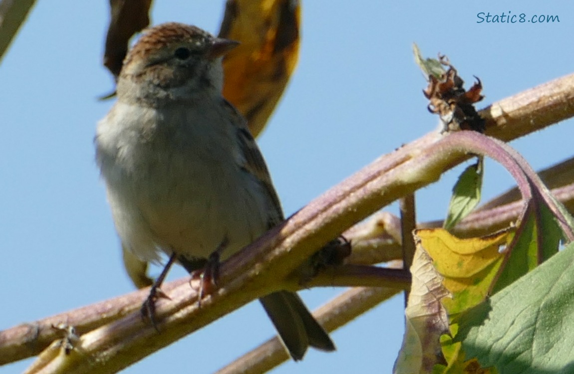 Chipping Sparrow standing on a sunflower branch