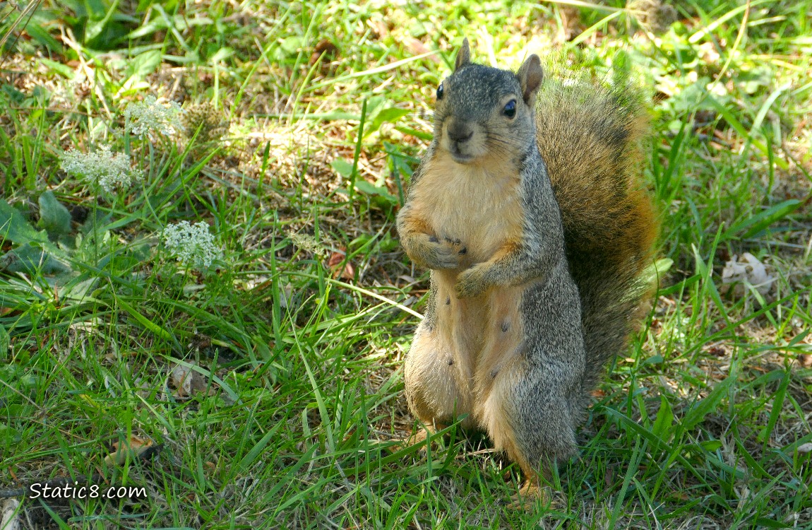 Squirrel standing on the grass