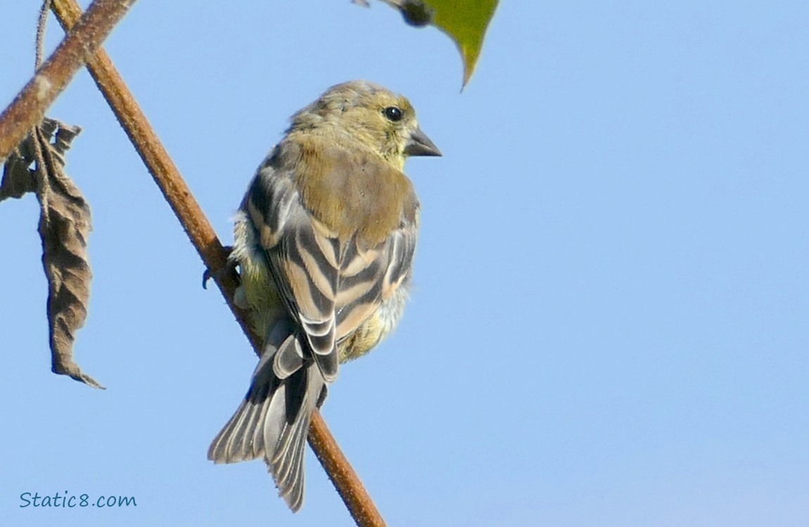 Goldfinch standing on a sunflower branch