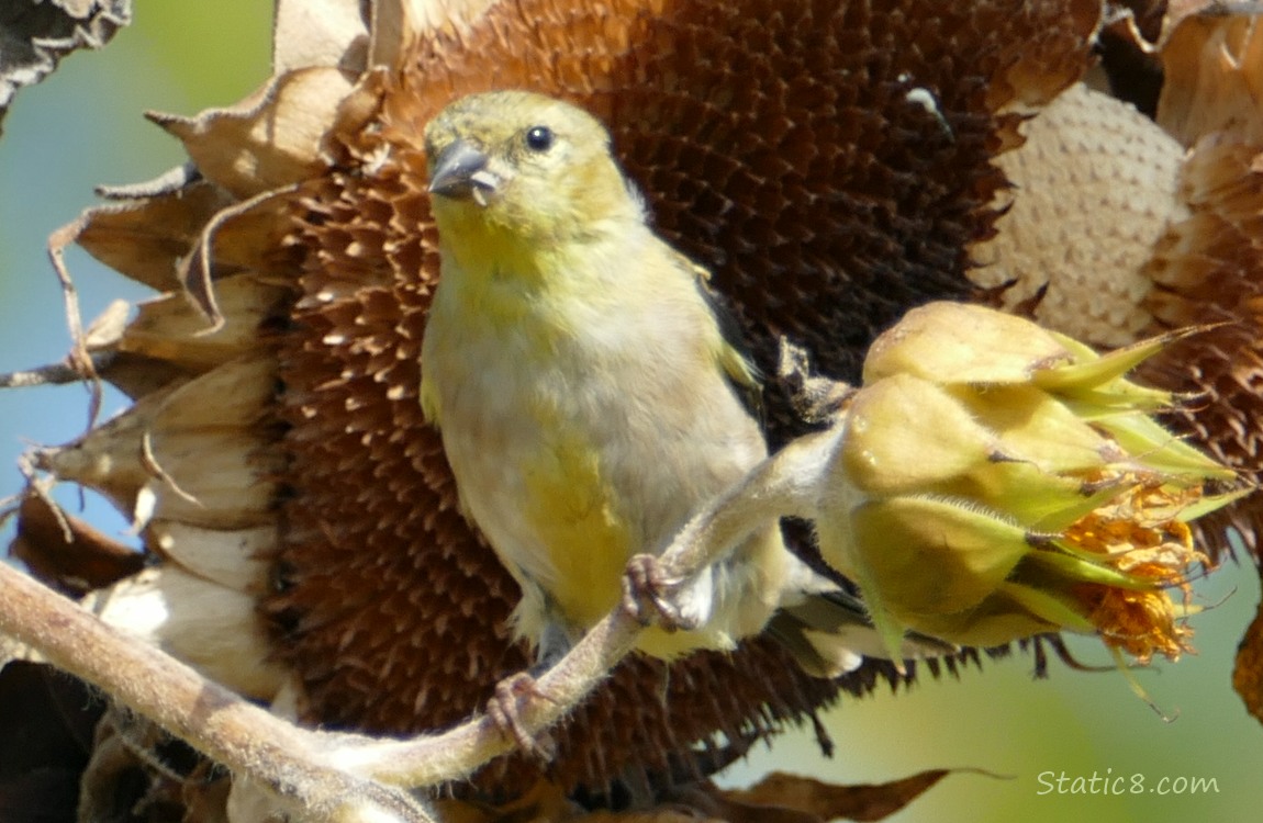 Goldfinch standing on a sunflower branch with a seed in their beak