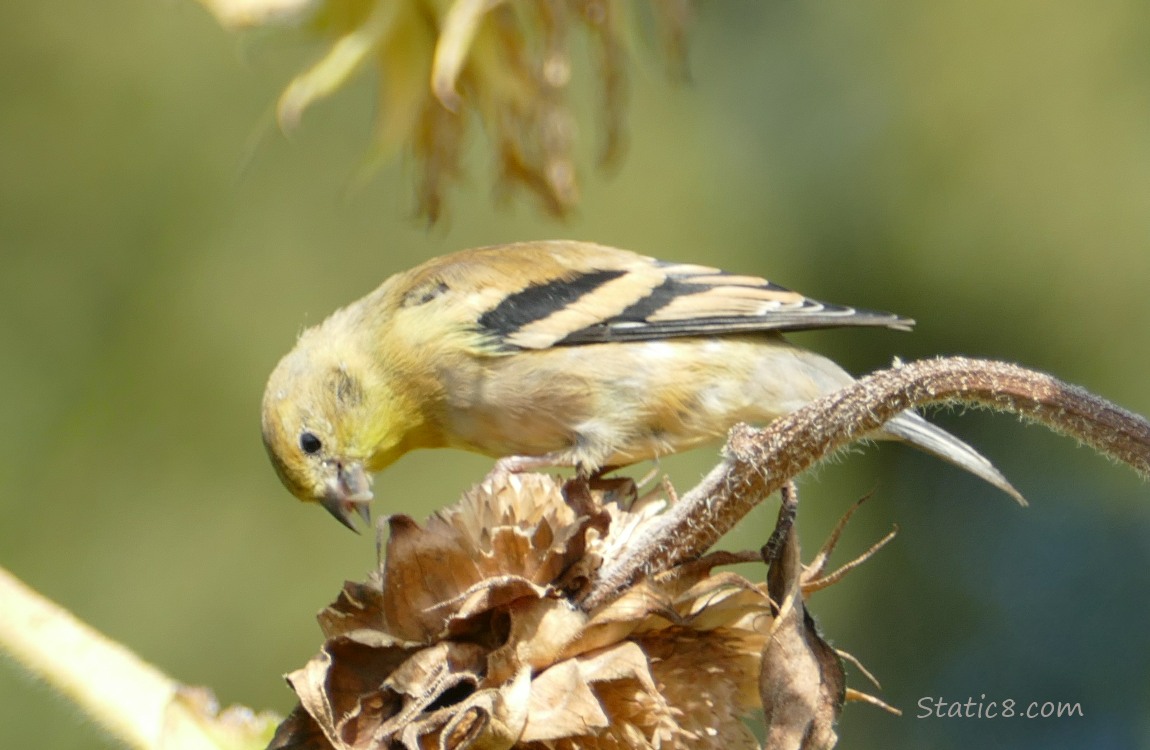 Goldfinch standing on a sunflower seedhead, eating seeds