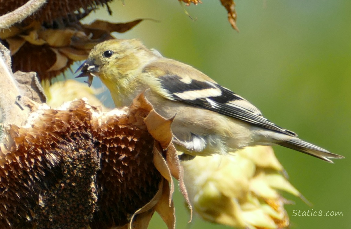 Close up of a Goldfinch standing on a Sunflower seedhead, eating seeds
