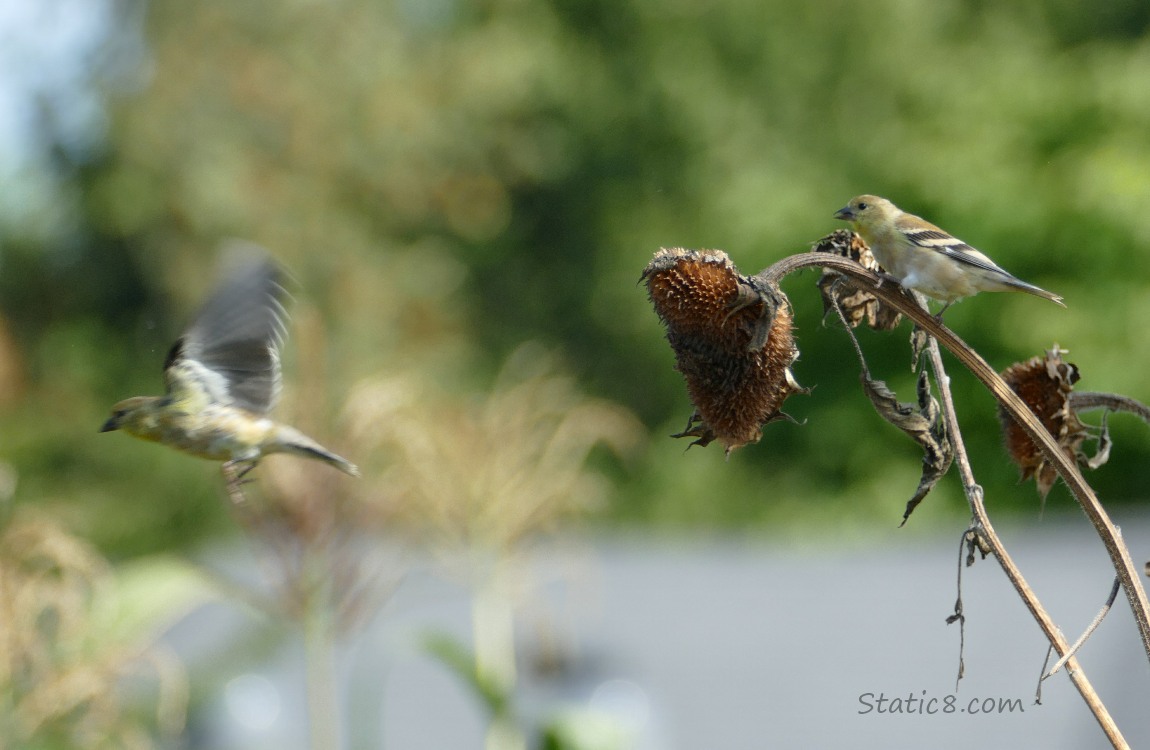A Goldfinch flying away from another Goldfinch standing on a sunflwer seeedhead