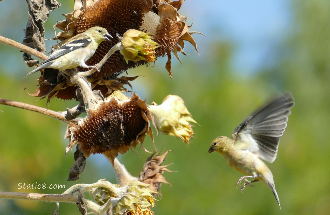 Goldfinch flying to a sunflower seedhead