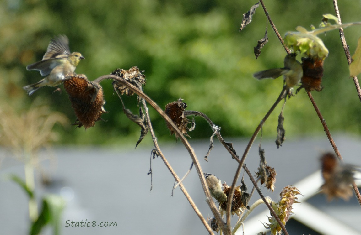 Three Goldfinches on sunflower seedheads