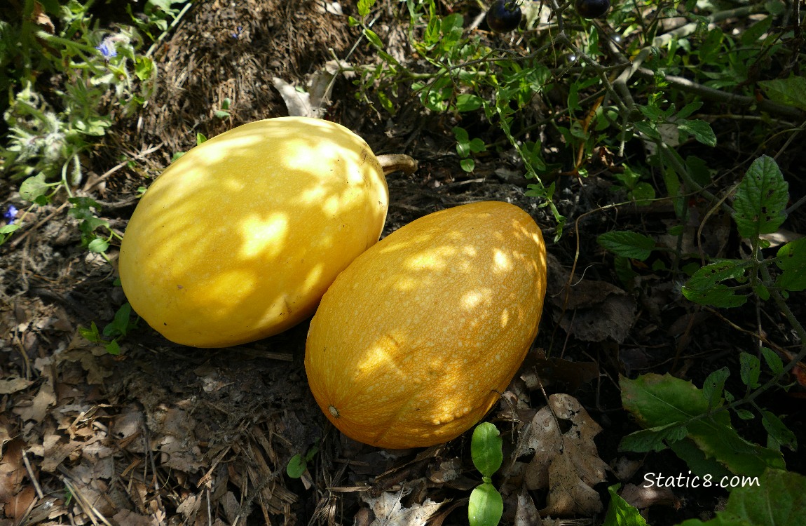 Two harvested Spaghetti Squashes laying on the ground