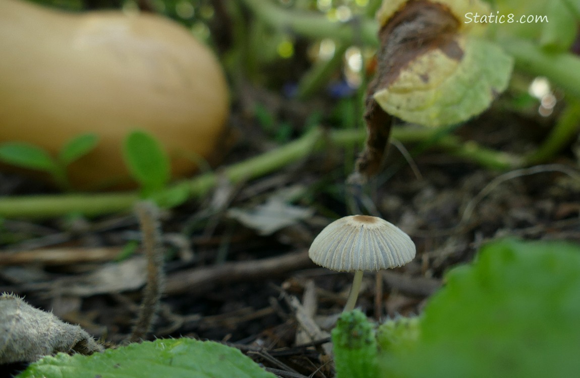 Mushroom growing beside a Butternut Squash