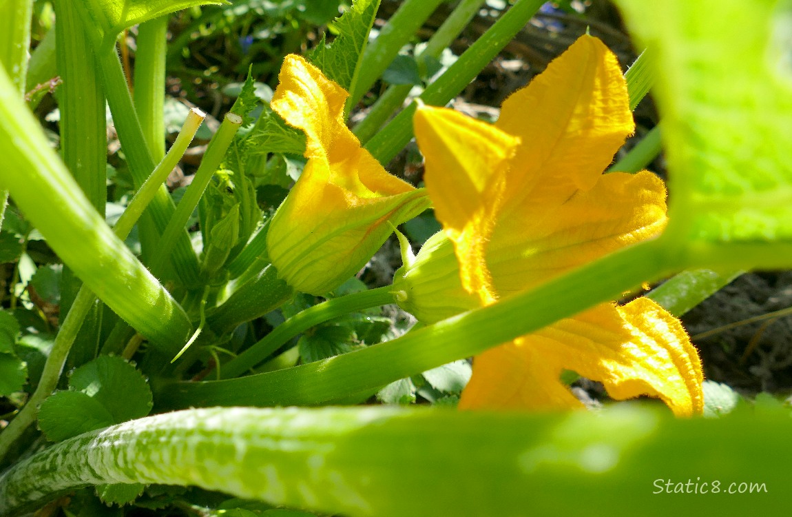 Zuchinni flowers under the leaves
