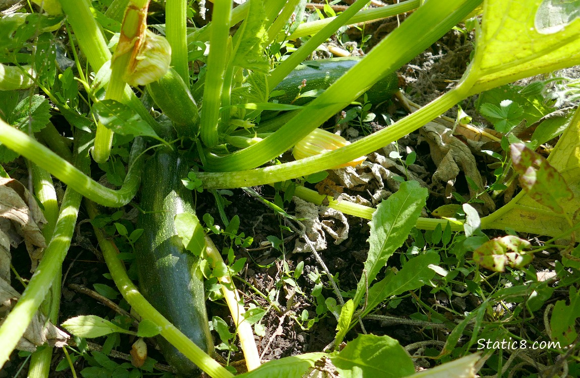 Zuchinni Squashes growing on the plant under the leaves