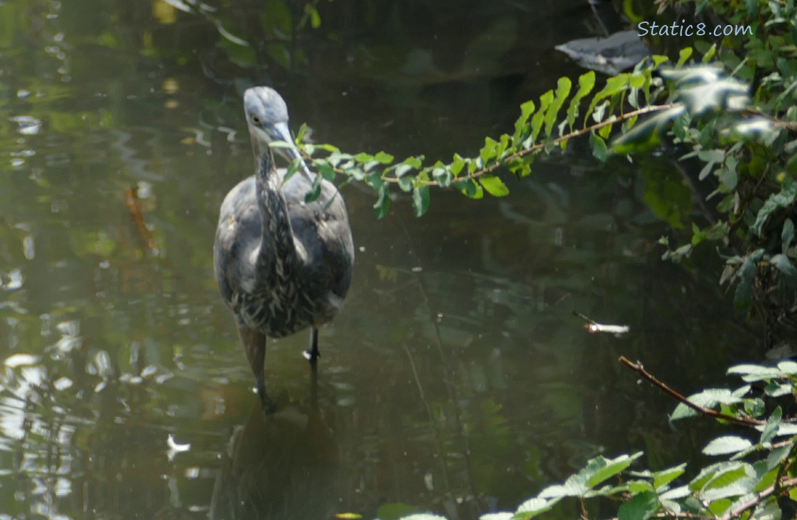 Looking down at a Great Blue Heron walking in shallow water