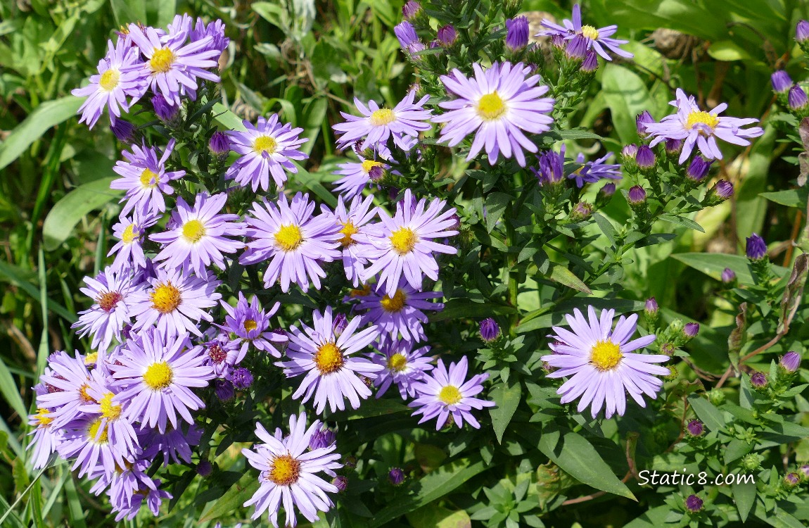 Purple Aster blooms