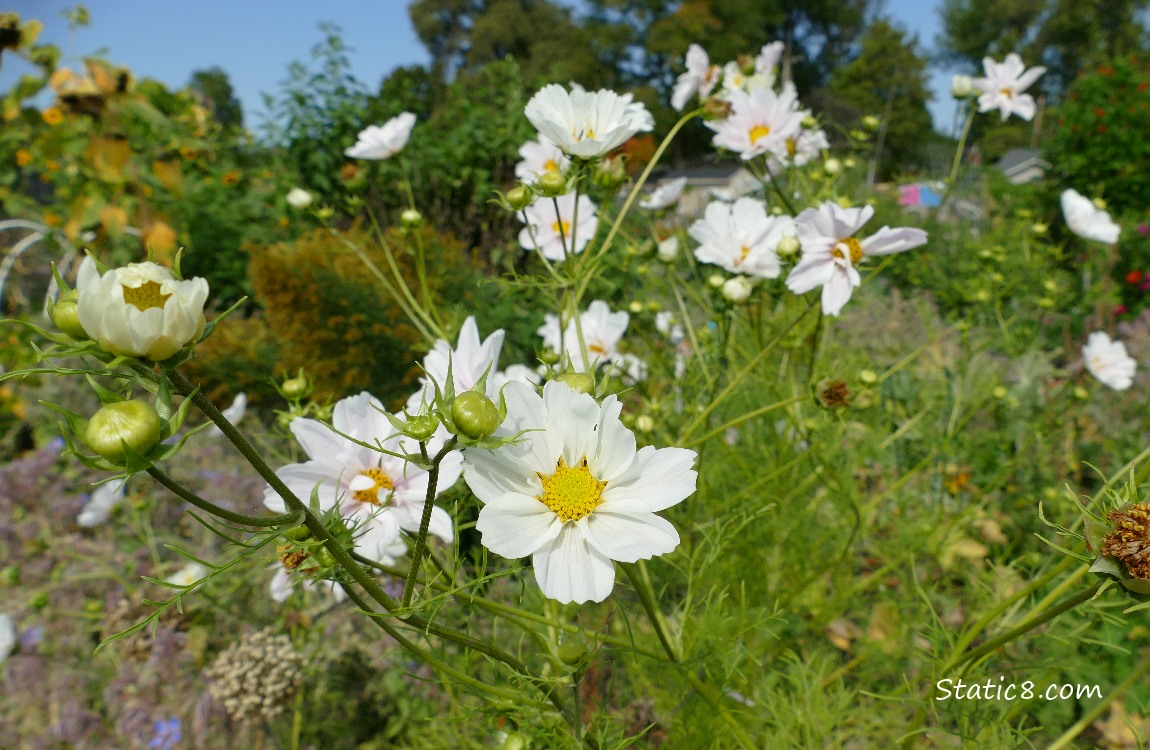 White Cosmos blooms in a garden plot