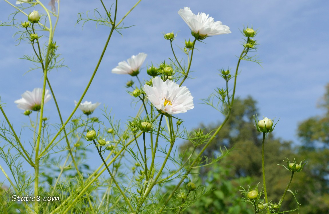 White Cosmos blooms and lacy leaves in front of a blue sky