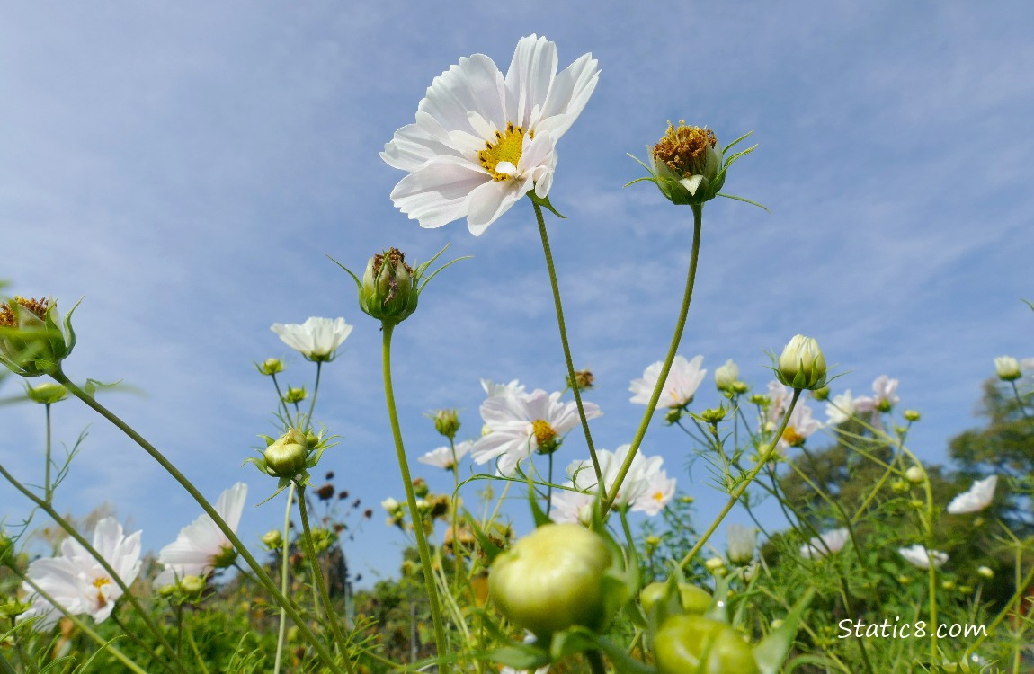 White Cosmos blooms in front of a blue sky
