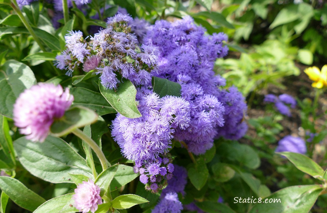 Purple Floss Flower blooms