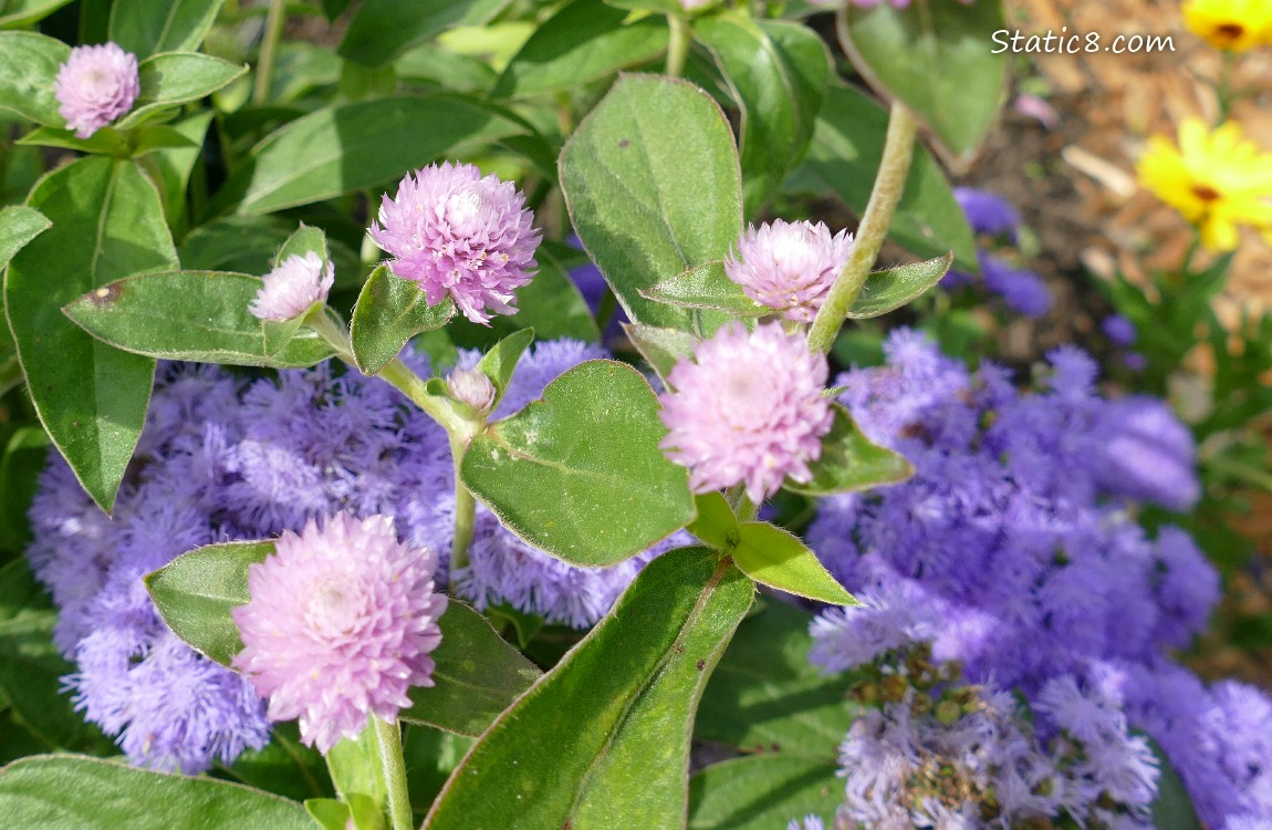 Pink flowers with purple Floss Flower in the background